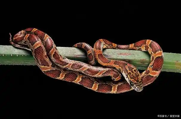 玉米蛇怎么养?老农带你了解