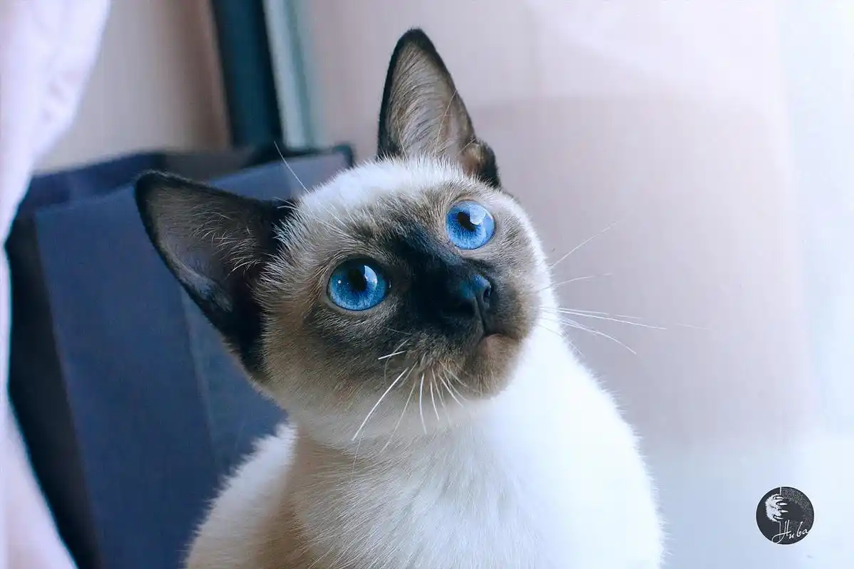 003-拍够100只猫/暹罗猫