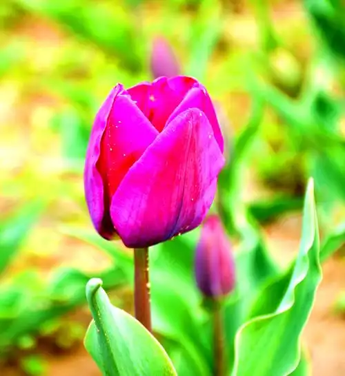 郁金香,高雅脱俗,清新隽永,是一款具有高贵,神秘气质的鲜花.