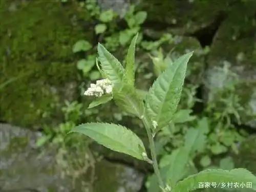 这种植物人称"六月霜"过去农村当杂草,如今成抢手货,你见过吗