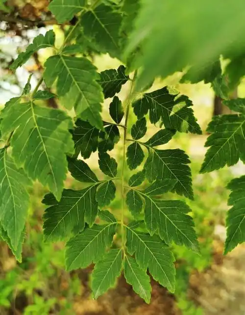 栾树开花(校园植物01)