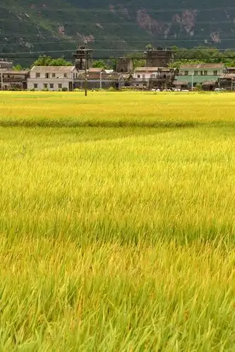 又是一年早稻丰收季——台山市乡村2020年水稻成熟季节风光记录.