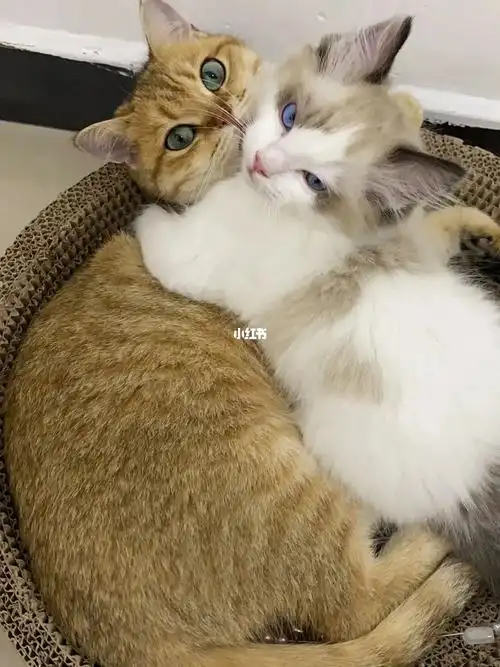 金渐层姐姐和布偶猫弟弟相爱相杀的日常