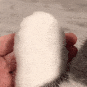 沙雕猫表情包猫咪jiojio表情包