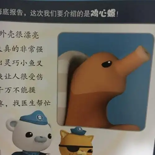 海底小纵队与鸡心螺