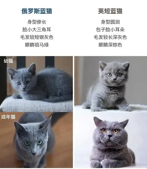 俄罗斯蓝猫跟英短蓝猫的区别