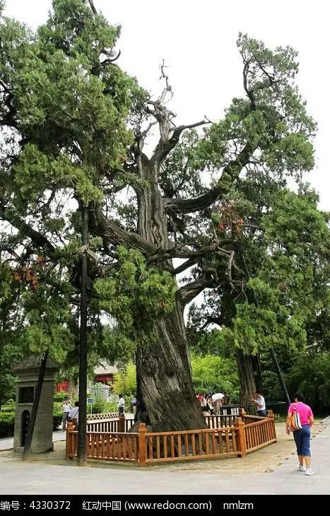 轩辕庙黄帝手植柏