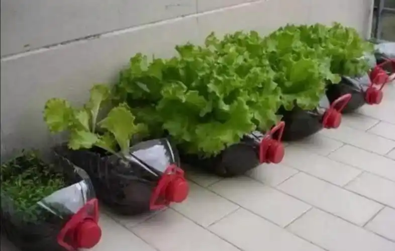 塑料瓶子不要扔阳台养花种菜都能用漂亮又美观