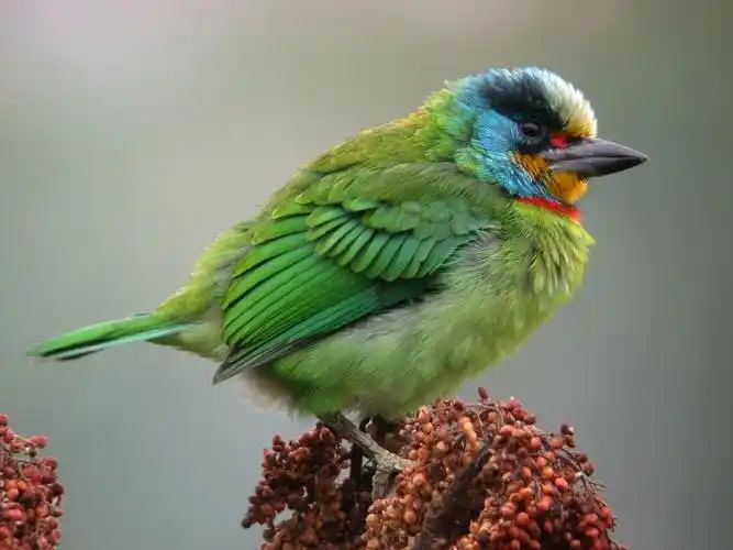 五色鸟 - mychat 数位男女_宠物园地