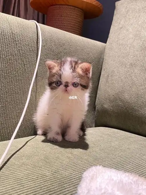 极品花色加菲猫找新家庭