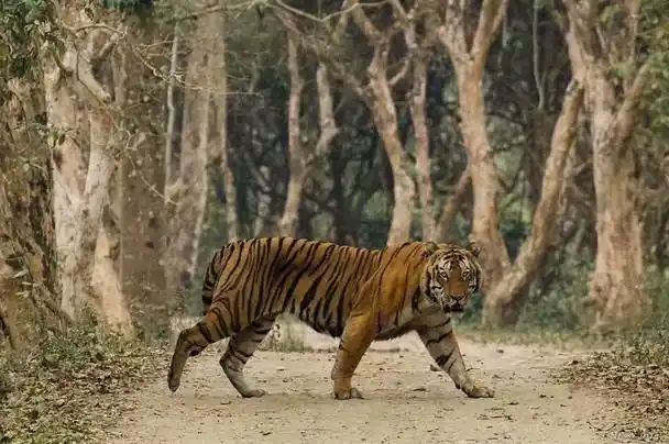 卡齐兰加的老虎图集领略下全世界最大的野生大猫种群上