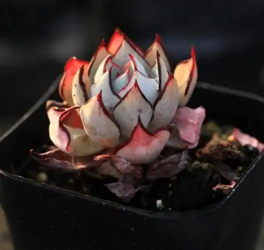 但不知道怎么养护,其实剑司诺娃还是比较皮实的一种多肉植物,养护起来