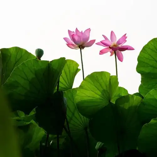 《咏双开莲花》