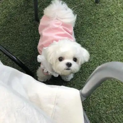 最新超级萌超级可爱的颜值爆表萌宠小狗