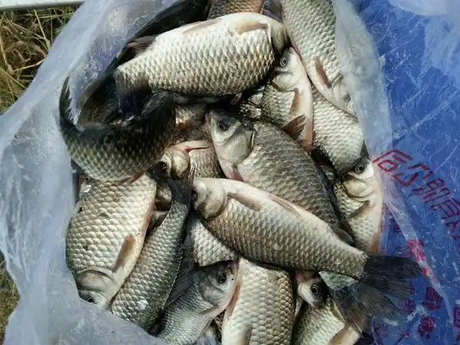 钓  场: 减河 饵  料: 龙王恨 鱼  种: 鲫鱼 这几天师姑庄桥下游出鱼