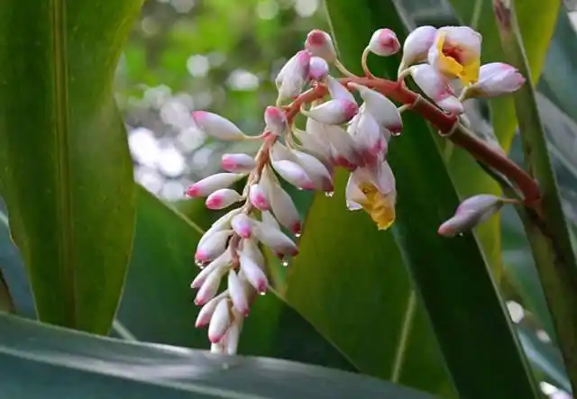 豆蔻花,比豆蔻年华还美的"豆蔻"本宗!__凤凰网