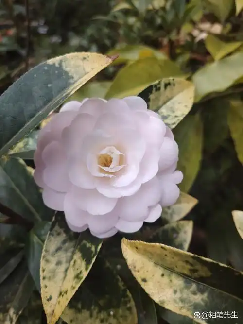 名品茶花:童子面