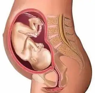 孕中期孕中期的时候,胎儿的发育速度加快,子宫不仅会增大,位置也会往