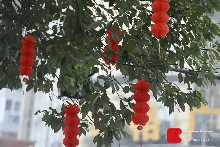 树上挂满红灯笼年味越来越浓