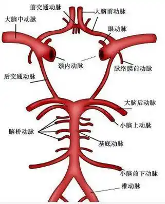 大脑willis环的解剖及变异