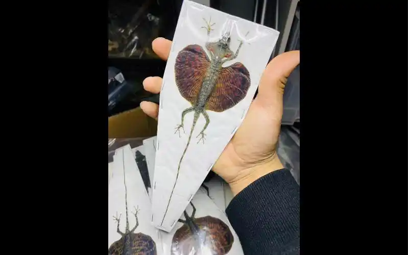 draco haematopogon公个体 红翅飞蜥展翅标本蜥蜴爬行动物标本