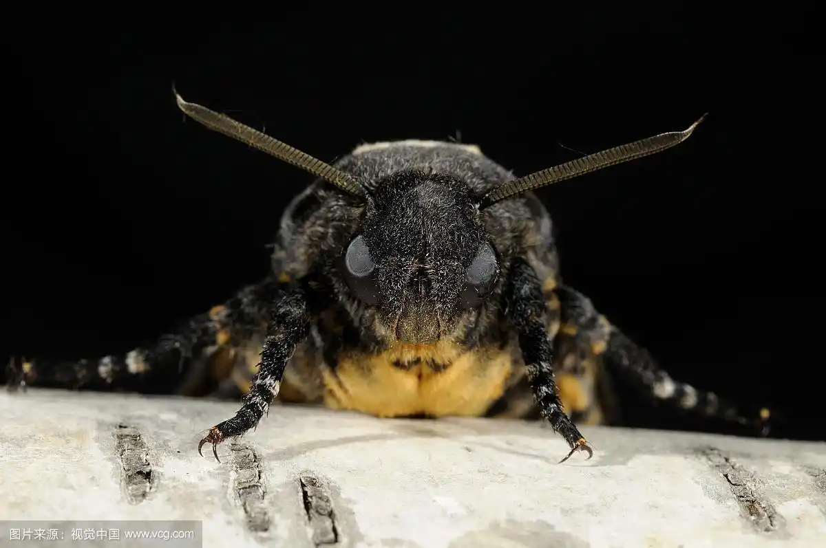 死亡头飞蛾(acherontia atropos),成虫,头部和触角的特写,圈养繁殖