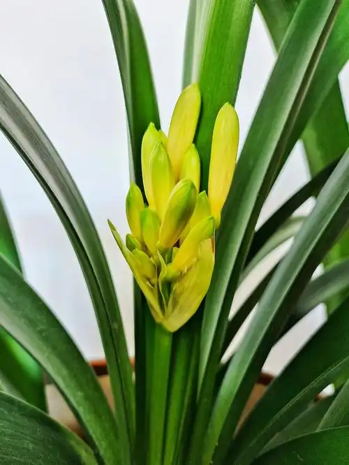 细叶黄花君子兰是窄叶片开黄色花朵的君子兰是从南非澳大利亚日本等国