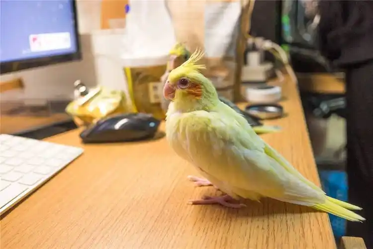 玄凤鹦鹉怎么才算认主_小可爱宠物网