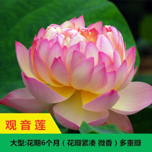誉满园(yumanyuan)荷花种子碗莲水培植物四季开花睡莲籽绿植花卉植物