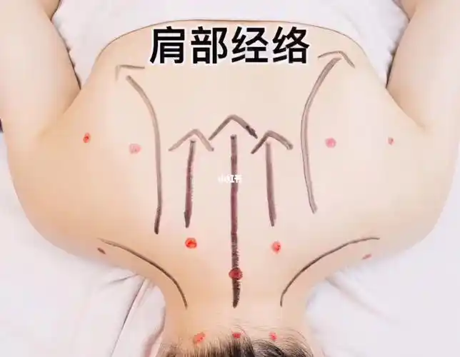 背部经络
