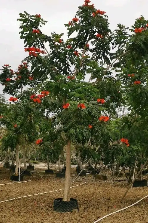 云南西双版纳火焰木12公分价格喷泉树