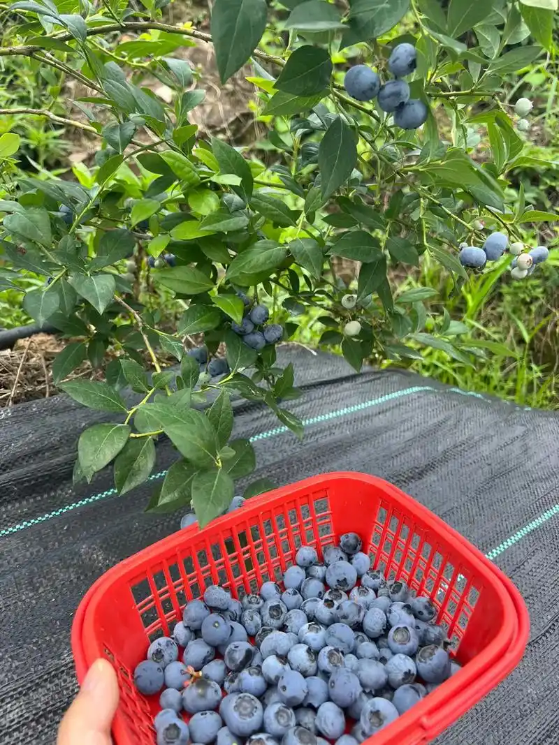 在自家蓝莓园打工的一天.