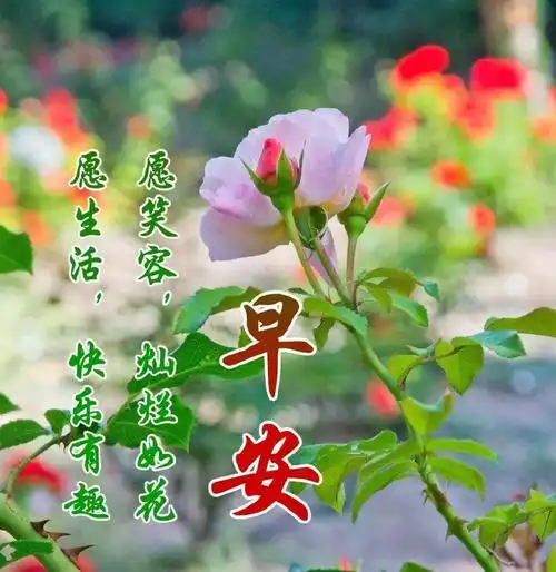 朋友圈早晨问候语带图片 最新早上好问候语动态图片大全