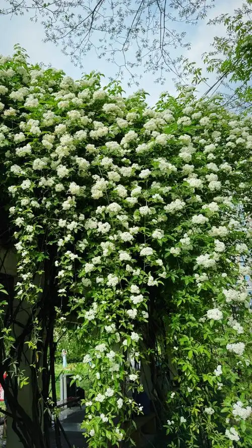 七里香很有夏天的感觉