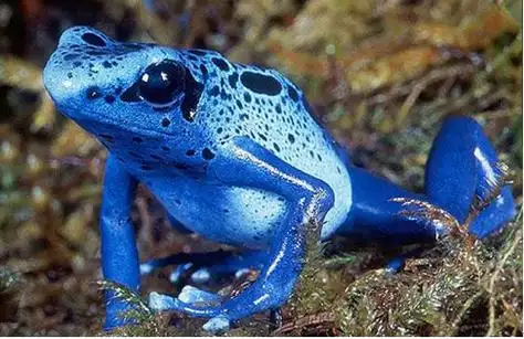 首页 ufo探索         霸王角蛙栖息于温暖的大草原地带,对湿度要求