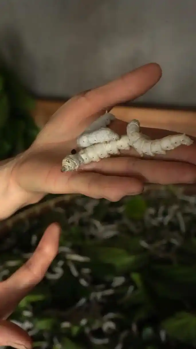 禧蚕娘:记录我今年养的蚕宝宝."春蚕到死丝方尽,蜡炬成灰泪始 - 抖音