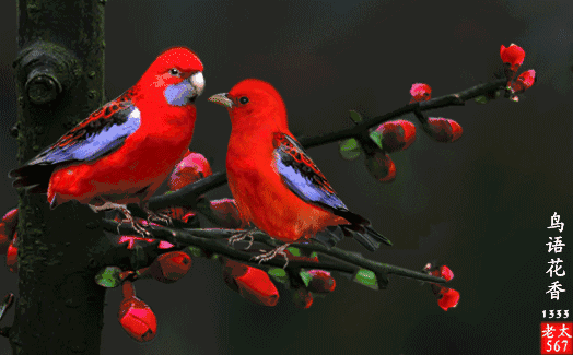 524_325gif 动态图 动图