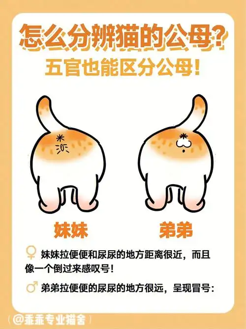 猫咪怎么分辨公母0102新手攻略