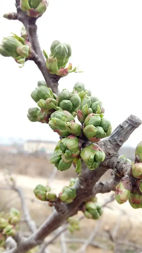 车厘子的芽是什么样子的?