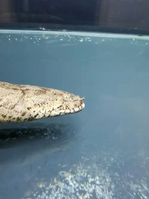 奇葩 虎纹恐龙王鱼