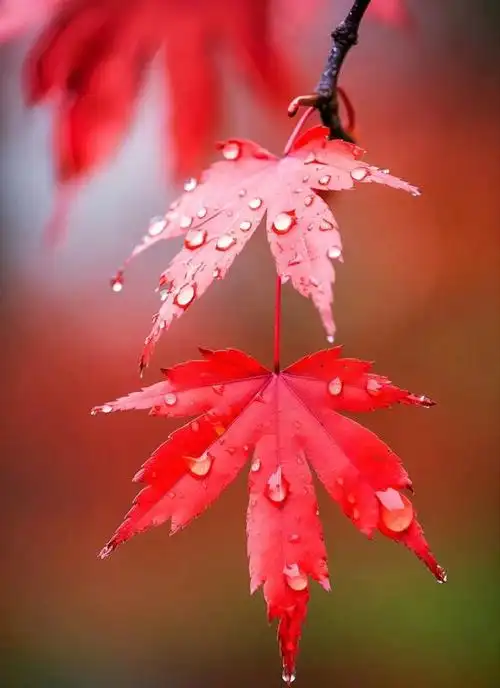 秋意浓浓,秋天的韵味儿弥漫着黄菊和红枫,它们如同大自然的调色板