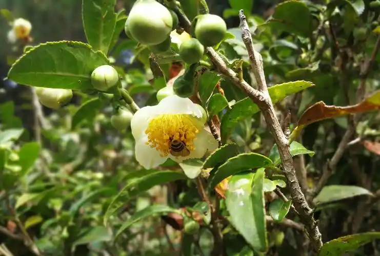 王寿山上茶树花开,回味客家人和哈尼族人的自制酽茶