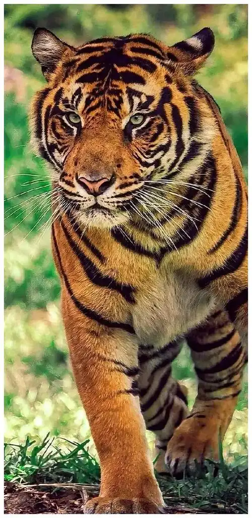 看老虎,迎虎年|小动物|老虎_新浪新闻