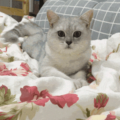 欢迎把你的表情包直接分享到后台!              萌爪粉丝们提