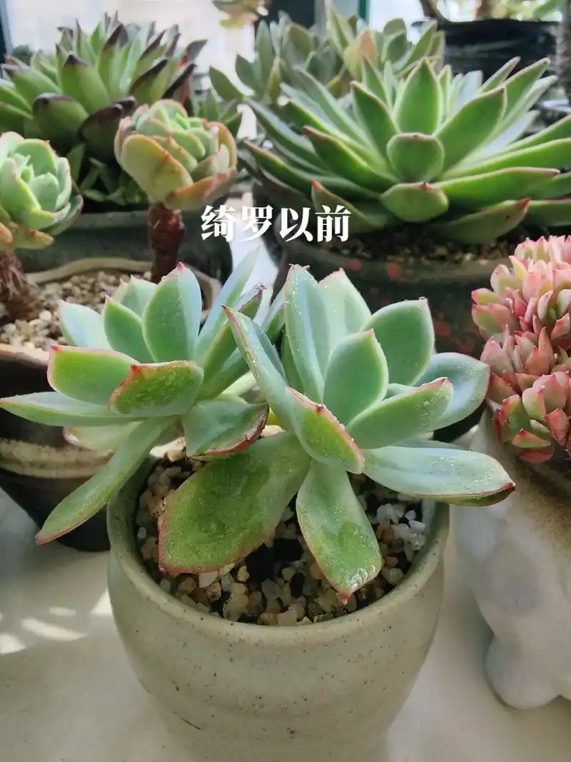 多肉徒长  浇透的时候有多高兴,现在就有多怄人.放室内几天 - 抖音