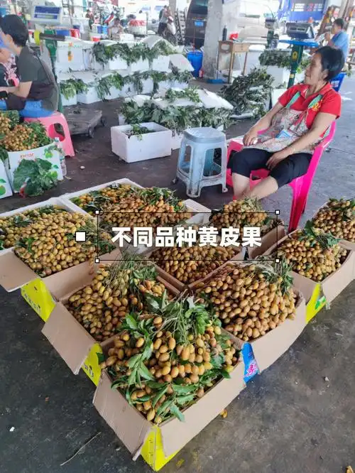 黄皮果不止有酸的啊有酸甜还有纯甜的