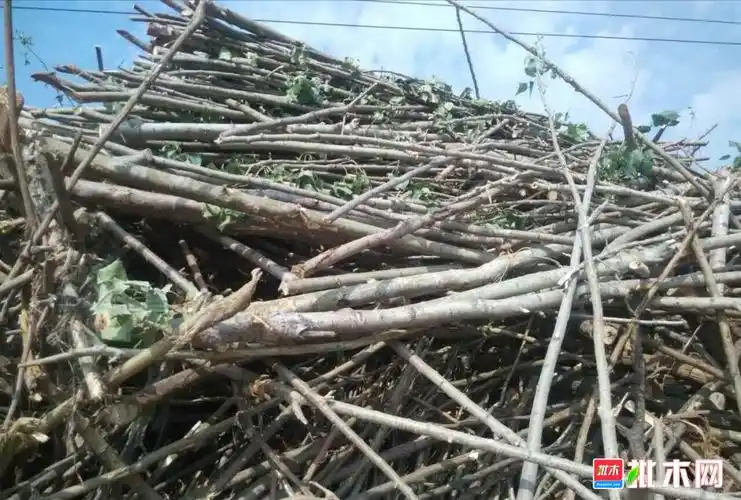 河南地区长期收购树枝 - 批木网
