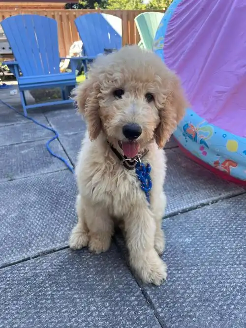 易打理偶尔做个美容嗨主人,快带我回家#多伦多  #贵宾  #陪伴犬