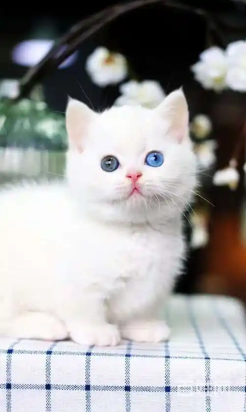 银渐层曼基康矮脚—蓝眼银点小短腿—宠物猫里的爱马仕