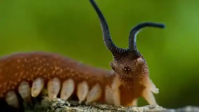 蜘蛛侠的原始祖先,远古万年虫